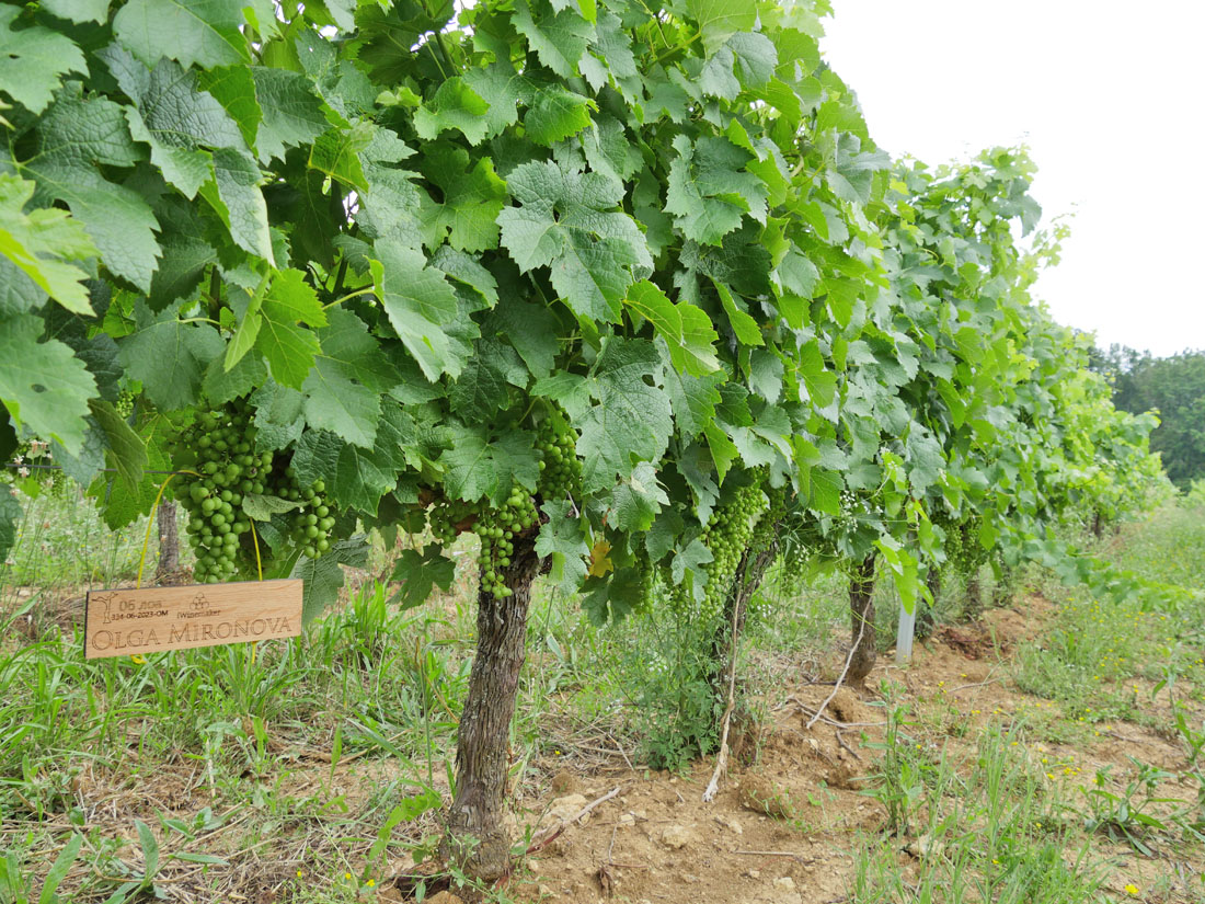 Виноградник на урожай